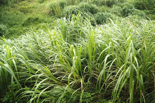 Fresh lemongrass growing in a field