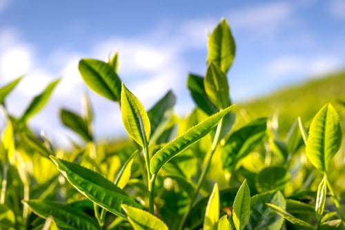 Fresh green tea leaves in sunlight